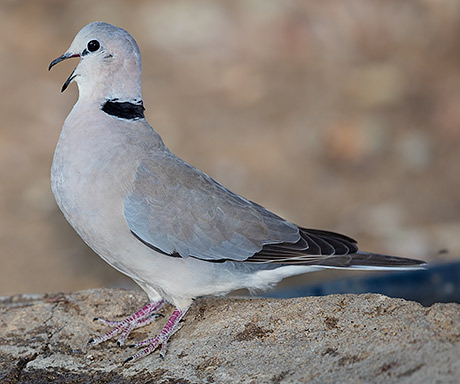 Cape Turtle Dove